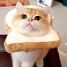 Profilbild von にゃん吉