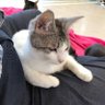 makoneko70 profil fotoğrafı