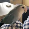 まるち 的头像