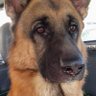 giuseppe federico 的头像