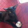 Фото профиля Slightly mad Manu 🌈🎶🐱🐱🌼