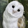 とおや 的头像