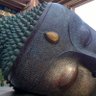 scriptoid's profile picture
