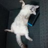 กูไม่ได้แดกหญ้า!!!!'s profile picture