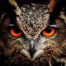 Alonewolf2026 profil fotoğrafı