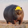 nilspferd-vermiss-account's profile picture