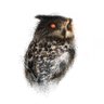 Profilbild von Artificial Owl Recordings