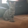 lab profil fotoğrafı