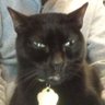 El Espía Despistado 🐱💚🌍🪫🥀's profile picture