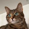 Profilbild von Mel Cat 🪶🪶🪶
