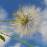 Dandelion 🇵🇸 profil fotoğrafı