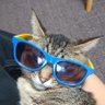 鼻毛猫 的头像
