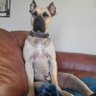 🐕 Hank & Bodie 🐕 profil fotoğrafı