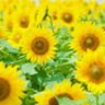ひまわり🌻 profil fotoğrafı