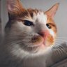 Profilbild von JustinL🇺🇦