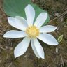 UKAwan 的头像