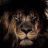 Myck Empire🇭🇹🦁👑🙌💪💰💎💯🧘♂️📈🙏 的头像