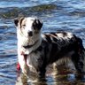 Profilbild von Skye the dog..