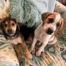 Фото профиля Alfie (Fatty) Polly (Pedrina) Pupturds