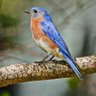 Фото профиля Dover_Bluebird