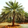 ابو عبدالعزيز's profile picture