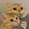 BurBuri Zaemon profil fotoğrafı