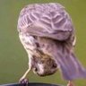 عسل بيك profil fotoğrafı