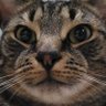 紅茶の鬼 profil fotoğrafı