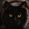 Cordelia's profile picture