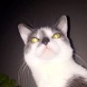 Фото профиля ScarletFox09