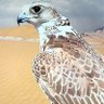 Profilbild von التِّبْر