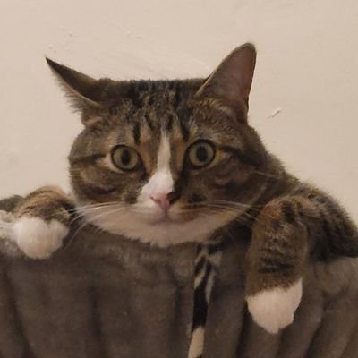 AbiShuuwi's profile picture