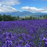 こなみ.*・゚ 的头像