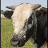 TTF's profile picture
