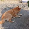 わし profil fotoğrafı