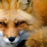 RedFoxLive 🇺🇸 的头像