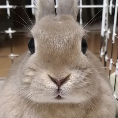 Chiffocoro_'s profile picture