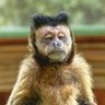 Drunken monkey 的头像