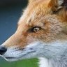 Varlam's profile picture
