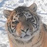 Фото профиля 三碗猪脚