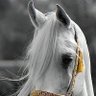 Фото профиля aboahmed
