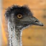 Stiffy Hamshanks 𓅙's profile picture