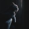 UsmanQureshi 的头像