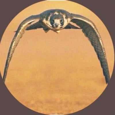 m0tab3's profile picture