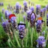 Lavanda Del patio's profile picture