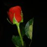 flrb profil fotoğrafı