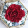Profilbild von 薔薇薔薇