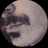 Antonio Severoni's profile picture
