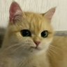 🇮🇳 billu profil fotoğrafı