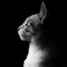 xixili xixi's profile picture